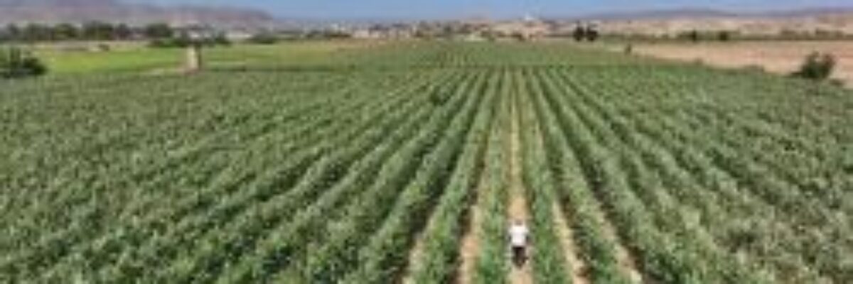 United Way of Jamaica unveils 1.5M fund to restore farming communities