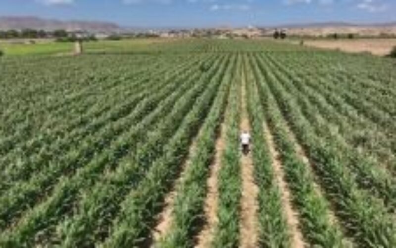 United Way of Jamaica unveils 1.5M fund to restore farming communities