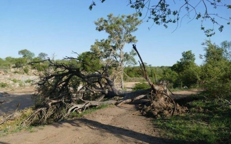 Sections of the island impacted by gale force winds associated with a cold front, last evening