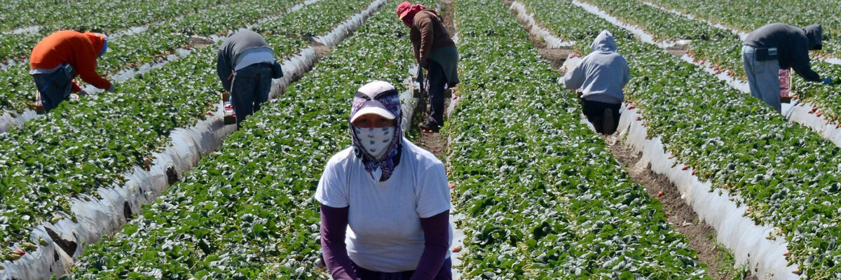 Liaison Service says Canadian employers are interested in hiring Jamaican farm workers