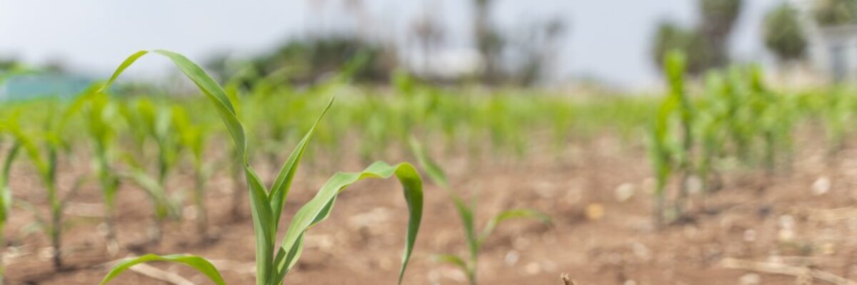 Jamaica Agricultural Society welcomes Government’s $134 million drought aid for farmers