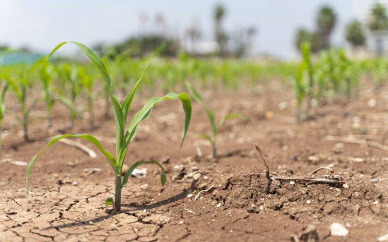 Jamaica Agricultural Society welcomes Government’s $134 million drought aid for farmers