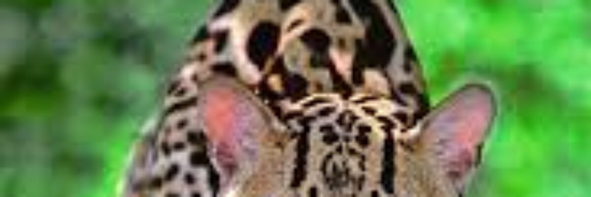 Ministry of agriculture says missing animal is not tiger cub but a juvenile ocelot