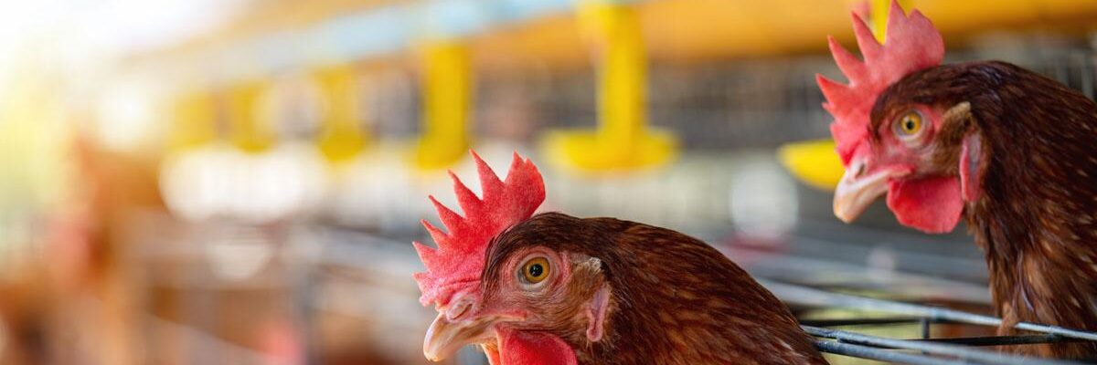 “Major poultry producers seeing increases in production levels”-Agriculture Minister Green