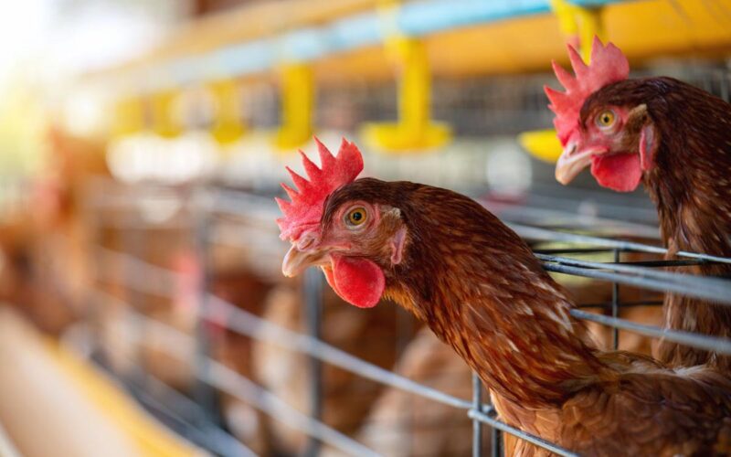 “Major poultry producers seeing increases in production levels”-Agriculture Minister Green