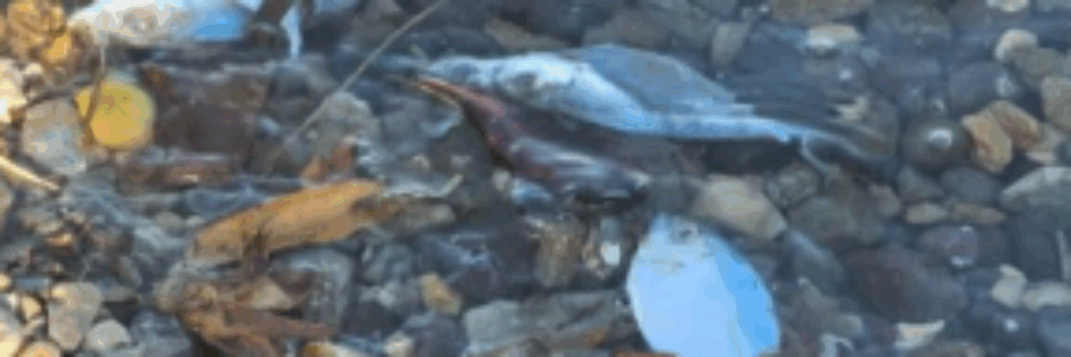 Several agencies probing reports of fish kill along Palisadoes strip in Kingston