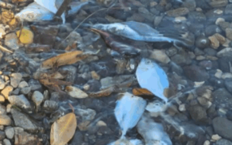 Several agencies probing reports of fish kill along Palisadoes strip in Kingston