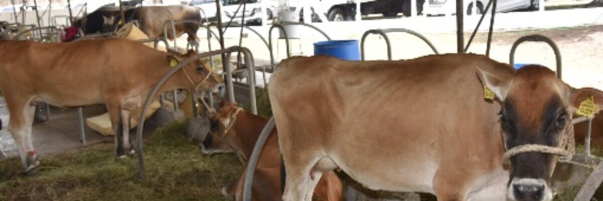 Police warn about purchasing contaminated beef following slaughter of pregnant cows