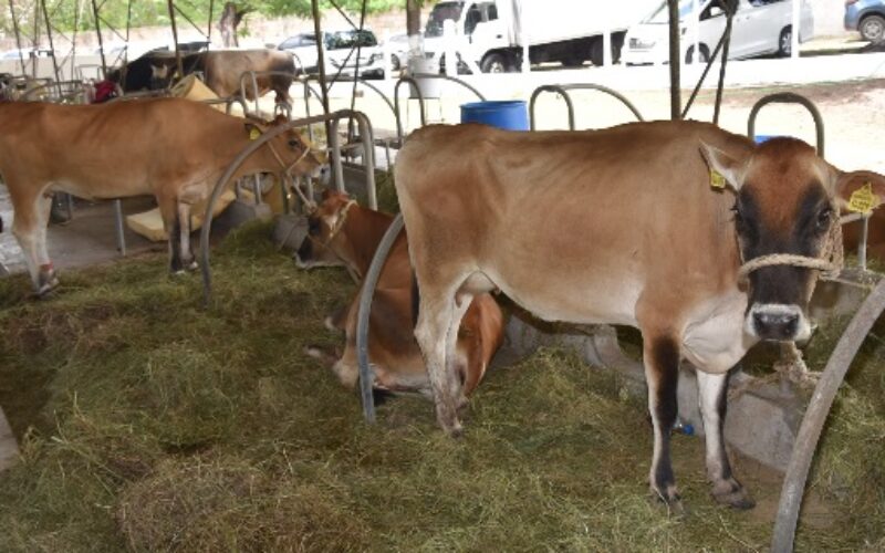 Police warn about purchasing contaminated beef following slaughter of pregnant cows