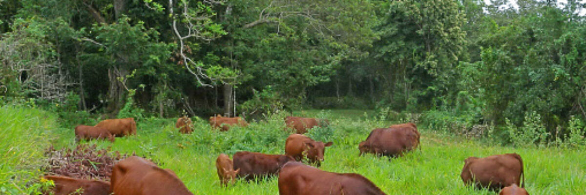 Police intercept vehicle transporting cattle carcasses in Manchester; citizens urged to be cautious when consuming meat