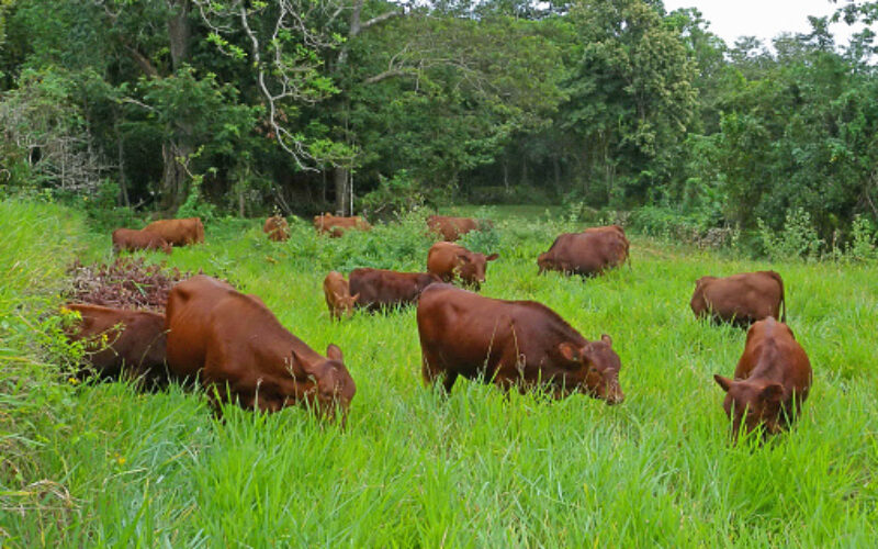 Police intercept vehicle transporting cattle carcasses in Manchester; citizens urged to be cautious when consuming meat