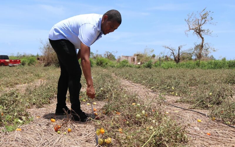 Tropical Storm Rafael caused $621 million in damage to the agriculture sector