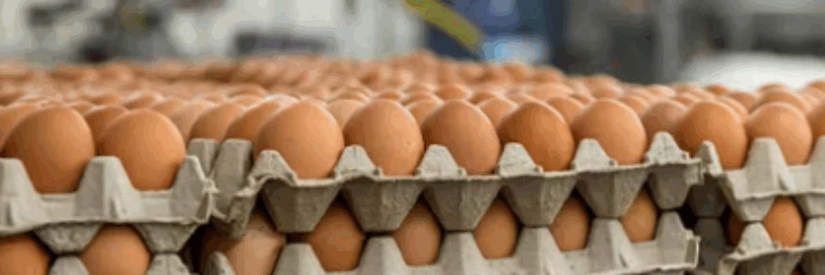 Agriculture Ministry to hold meeting next week amidst concern over reduced egg production levels