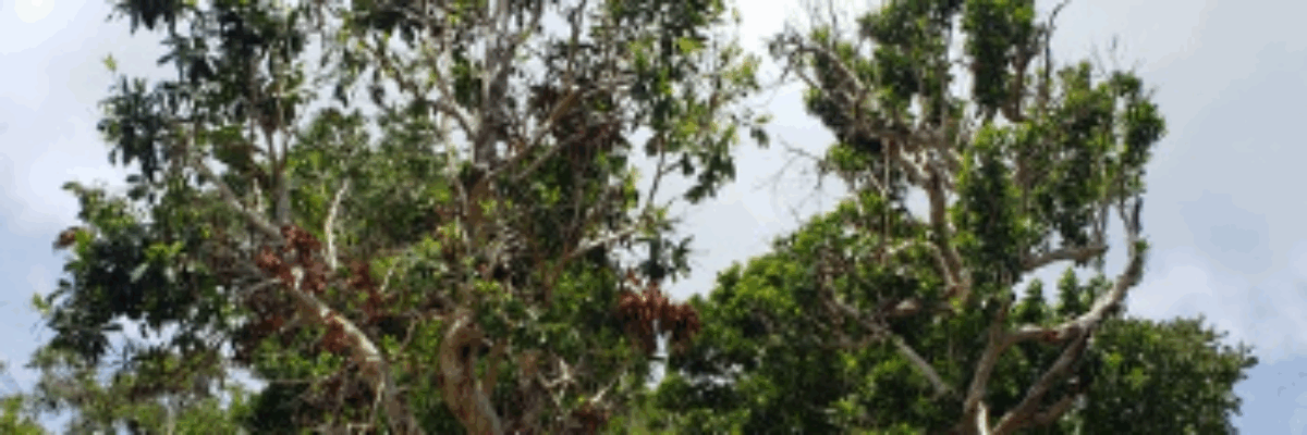 Manchester man suspected to have committed suicide in Craighead District yesterday