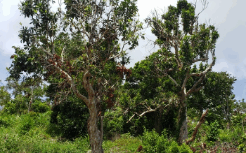 Manchester man suspected to have committed suicide in Craighead District yesterday