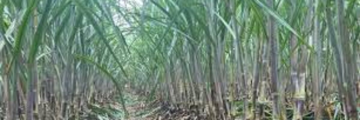 Farmers urged to re-purpose fields for sugar cane production as industry on cusp of renewed growth and profitability – Green