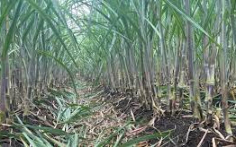 Farmers urged to re-purpose fields for sugar cane production as industry on cusp of renewed growth and profitability – Green