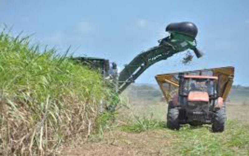 700 acres of former sugar lands in Raymonds, Clarendon to be used for cultivation of crops for the production of gluten free flour