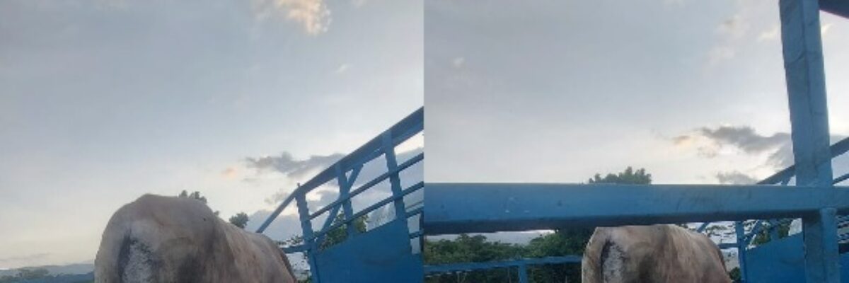 Teen boys among 4 arrested for stealing cattle