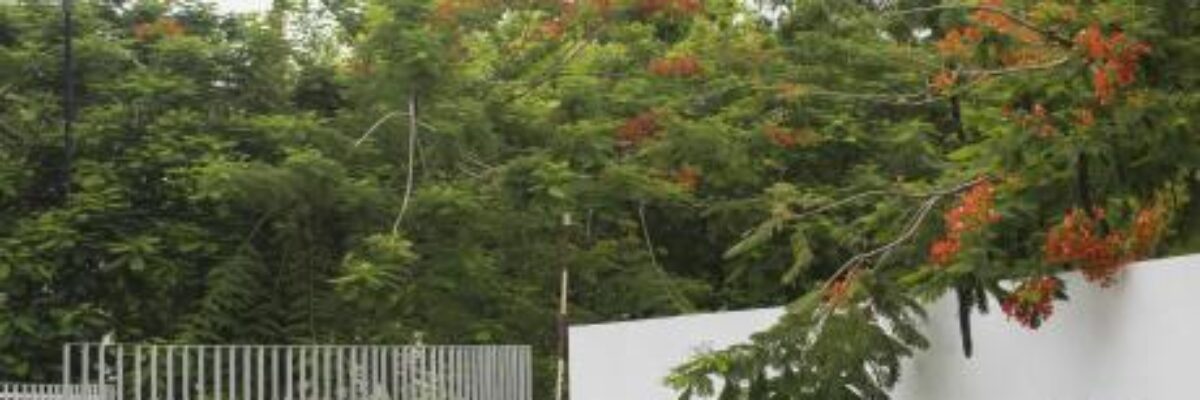 Police probe death of female student at UWI Mona campus today