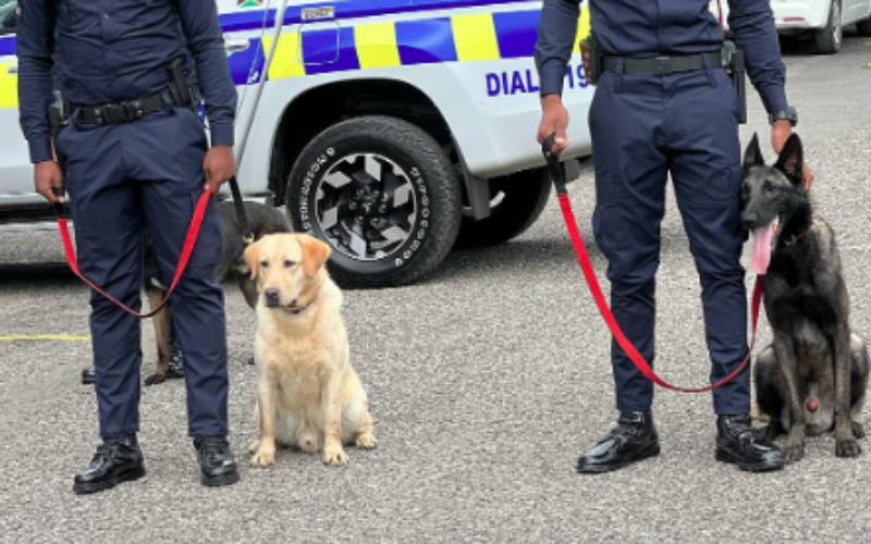 “Dog Detective”—Police dog helps lawmen make significant breakthrough in Catherine Hall murder