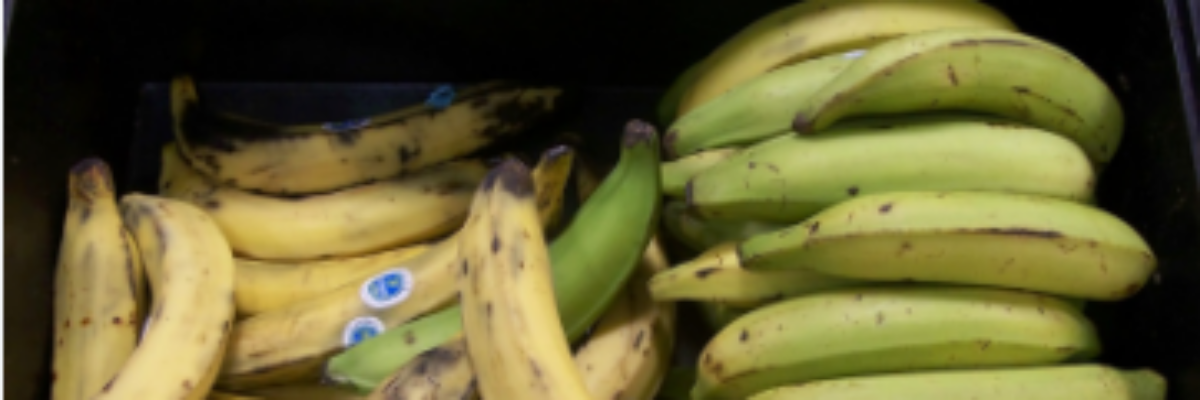 100 million dollar recovery programme implemented by Banana Board and RADA to revive the banana and plantain sector