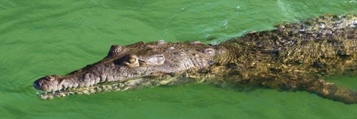 NEPA issues crocodile alert for waters at Fort Clarence in St. Catherine