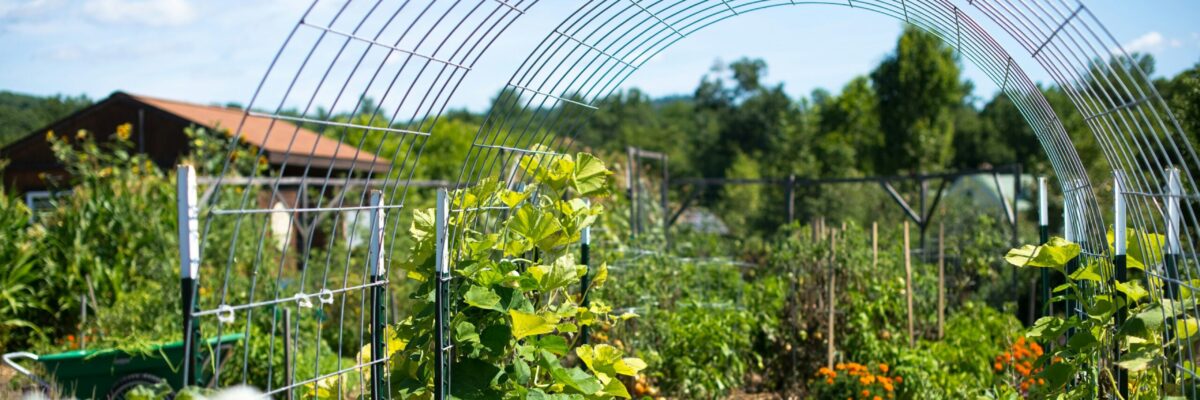 Education Ministry says school gardens play critical role in fight against childhood obesity