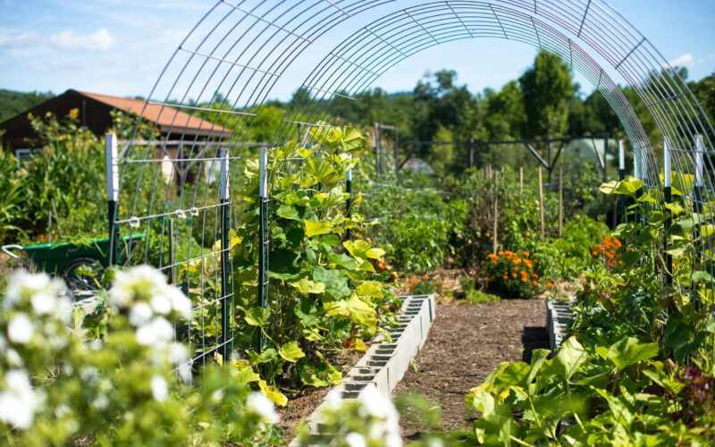 Education Ministry says school gardens play critical role in fight against childhood obesity