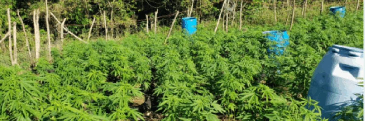 Two men in custody following discovery of  unlicensed ganja farm in St.Mary