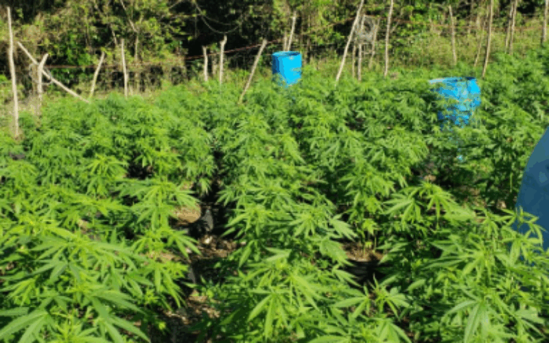 Two men in custody following discovery of  unlicensed ganja farm in St.Mary