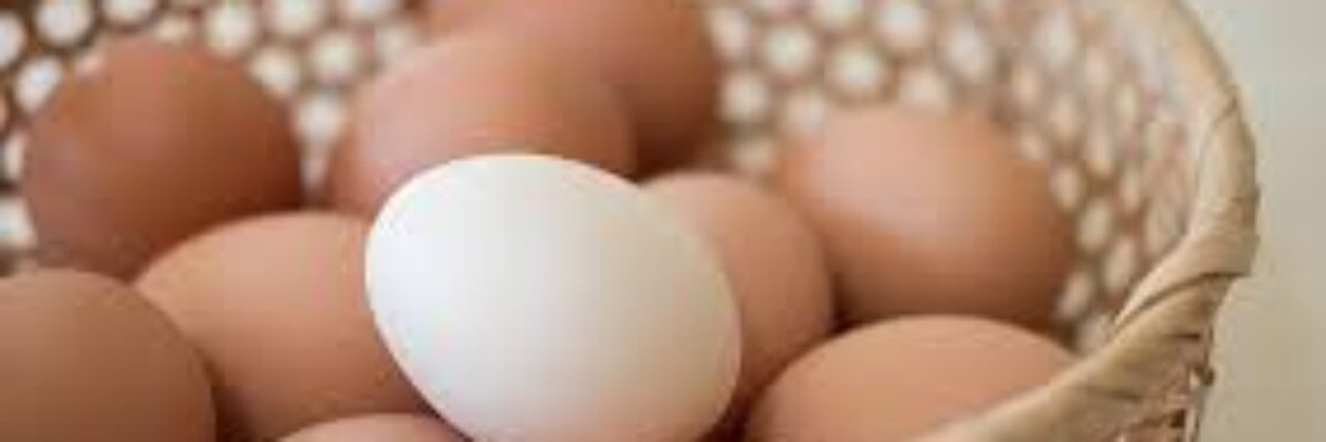 Egg production projected to decrease by 26% for the first half of the year