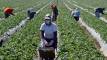 Liaison Service says Canadian employers are interested in hiring Jamaican farm workers