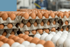 Agriculture Ministry monitoring egg supply after Hurricane Melissa disruptions