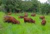 Police warn against purchasing beef following theft and slaughter of cows in Clarendon