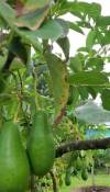 Manchester police probe death of man after body found under pear tree