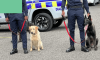 “Dog Detective”—Police dog helps lawmen make significant breakthrough in Catherine Hall murder